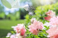 watering-2389940